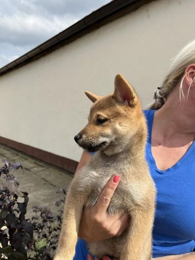 tenci Shiba inu